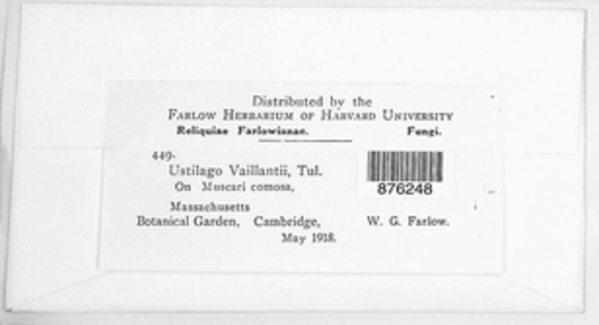 Floromycetaceae image